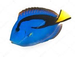 Saltwater Fish
