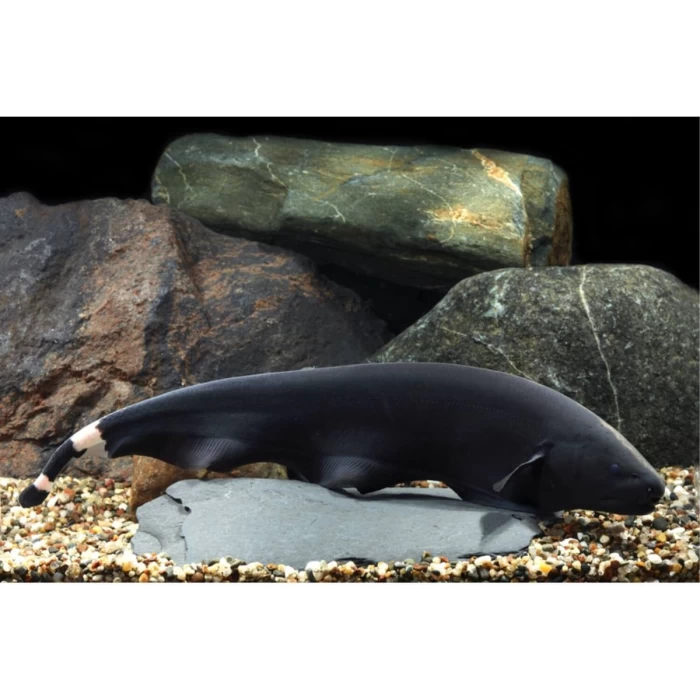 سمكة السكين الشبحية السوداء،