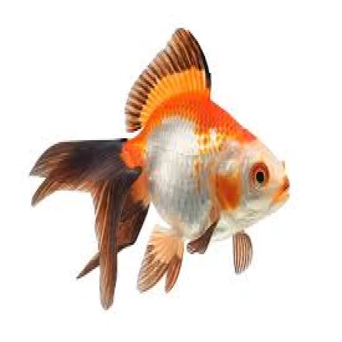 Goldfish