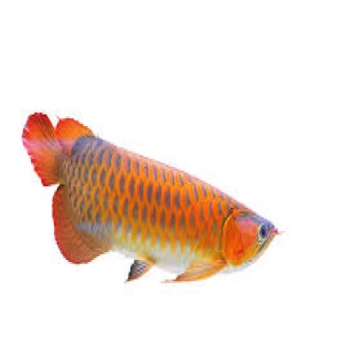 Arowana