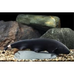 سمكة السكين الشبحية السوداء،