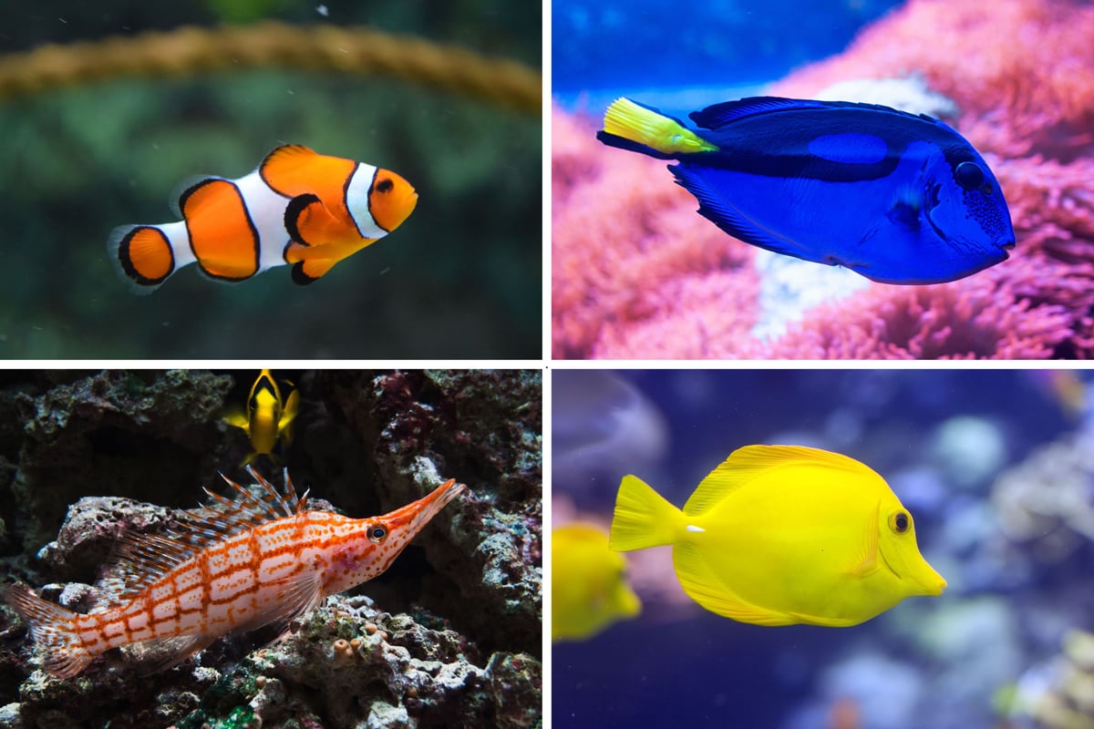 Saltwater fish