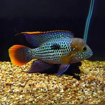 Green Terror Cichlid