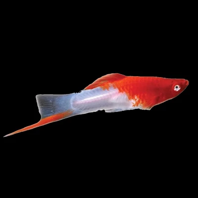 Santa Clause Swordtail