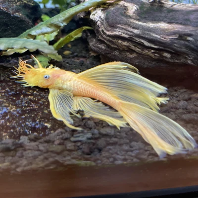 Longfin Catfish L144