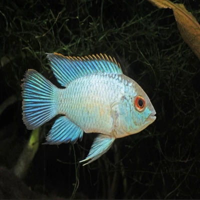 Blue Acara