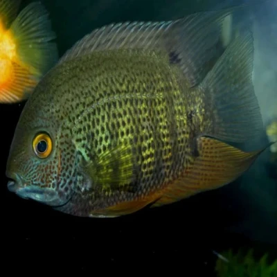 Green Severum