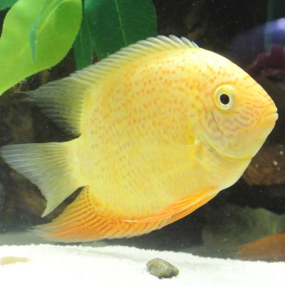 Yellow Severum