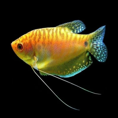 Golden Gourami