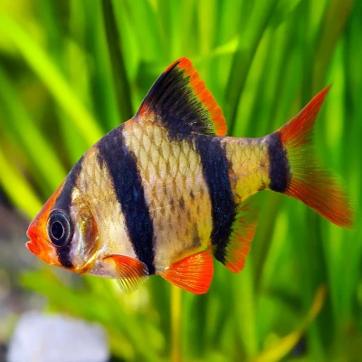 Tiger Barb