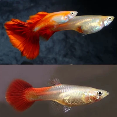 Red Blond Guppy