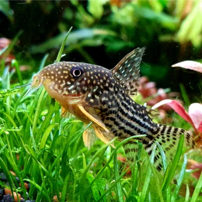 Sterbai Corydoras