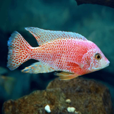 Strawberry Cichlid