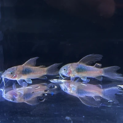 Longfin Bronze Corydoras