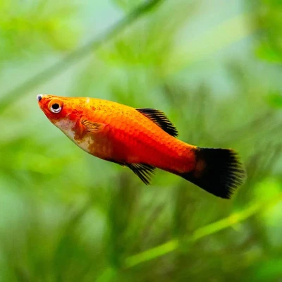Black Tail Platy