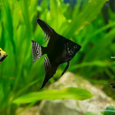 Black Angelfish