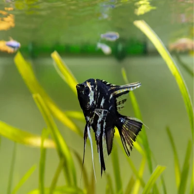Black Marble Angelfish