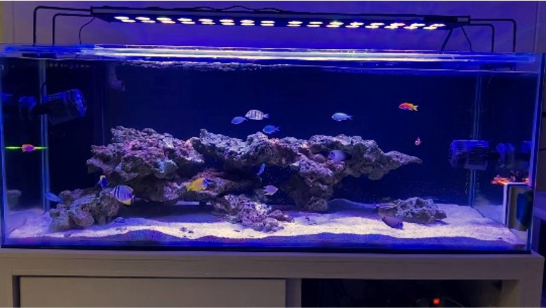 أكواريوم بحري